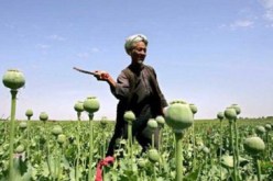 أفغانستان: الأفيون يسجل مستوى قياسي