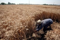 بلومبرج”: مصر تطلب من فرنسا السماح بتأجيل دفع ثمن وارداتها من القمح
