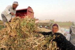 زوجتان لكل مزارع..قرض بنكي لحل العنوسة في مصر