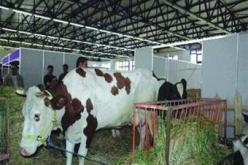 جمع أزيد من 9 ملايين لتر من حليب البقر الطازج ببومرداس