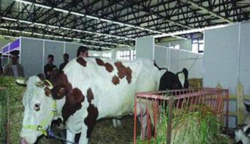 جمع أزيد من 9 ملايين لتر من حليب البقر الطازج ببومرداس
