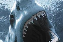 مادة في كبد القرش تقي من فقدان البصر مع تقدم العمر