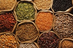 فتح فرع للديوان الوطني للحبوب و الخضر الجافة بتندوف