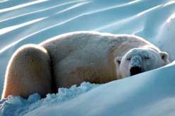 نصف النباتات و ثلث الحيوانات مهدد بالتغير المناخي بحلول 2080