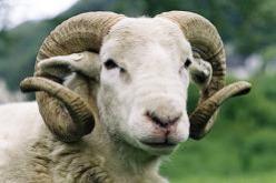 حجز 3 اغنام حاملة اختام مزورة و توقيف ثلاث اشخاص