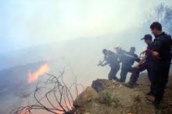 تسجيل 191 حريقا بالغابات والمحاصيل الزراعية خلال النصف الأول من جويلية بالمدية