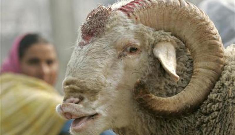 الموالين متخوفون من خسائر كبيرة في رؤوس اموالهم بعد تراجع اسعار المواشي في البيض