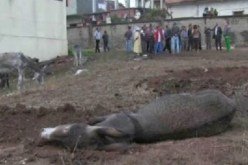 الحمير من التهريب تعاني من التهميش و التجويع