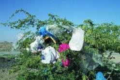 حملة تنظيفية في ام بواقي لجمع الاكياس البلاستيكية