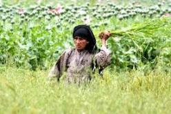 المغرب تحتل الصدارة العالمية في انتاج القنب الهندي