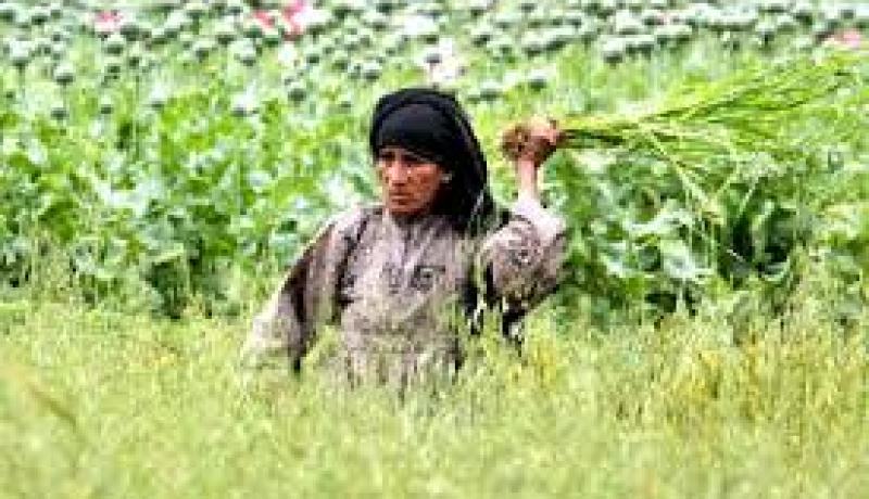 المغرب تحتل الصدارة العالمية في انتاج القنب الهندي