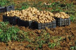 اعتصام 60 فلاح في الوادي احتجاجا على عدم شراء  ادارة الشركة البطاطا