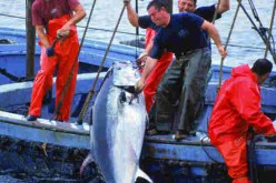 مختصون يدعون الى ضرورة تجديد أسطول الصيد البحري الوطني وتأهيله