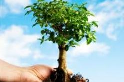 الإنطلاق في عملية غرس مساحة 1250 هكتار بنباتات رعوية بسعيدة