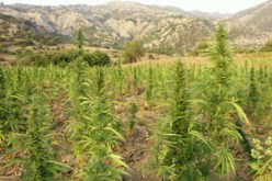 الامن يوقف صاحب مزرعة لانتاج المخدرات بغرداية