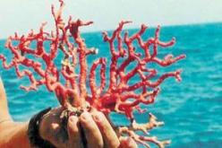 وزير الصيد والموارد الصيدية يدعو إلى التشاور من أجل استغلال عقلاني للمرجان