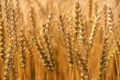 الولايات المتحدة توافق على تصدير القمح لمصر بضمانات أمريكية
