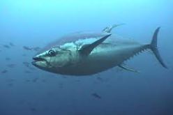 9 مالكي سفن وطنيين يريدون المشاركة في حملة صيد التونة لسنة 2013