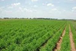 ألمانيا تهتم بالمنتجات الفلاحية لولاية معسكر