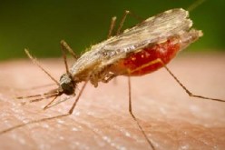 اجتماع للخبراء لبحث أسباب الإصابة بالملاريا المسجلة مؤخرا بغرداية