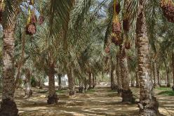 تخصيص نحو 100 مليون دج لمكافحة طفيليات النخيل المنتح بالجنوب