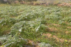 توزيع 3 الاف قطعة ارض فردية قريبا في تمنراست لفائدة طالبي السكن