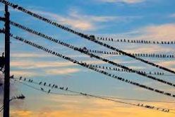 مستحقات مديرية توزيع الكرباء بتيبازة فاقت مليار دينار أغلبها لدى الخواص