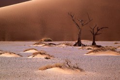 التصحر..ظاهرة تهدد الدول منها الجزائر