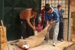 تراجع عدد الاضاحي  جراء ارتفاع اسعارها