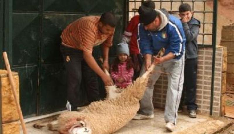 تراجع عدد الاضاحي جراء ارتفاع اسعارها