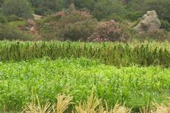 العثور على 20 طن من القنب الهندي على سفينة تجارية تابعة لتنزانيا في مياه جيجل