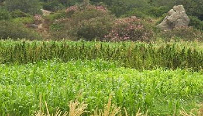 العثور على 20 طن من القنب الهندي على سفينة تجارية تابعة لتنزانيا في مياه جيجل