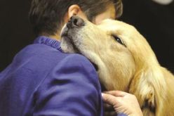 إطلاق أول قناة تلفزيونية للكلاب في امريكا