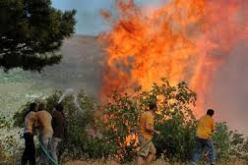 حريقان يتلفان ازيد من 16 هكتار من الاشجار في تيسمسيلت