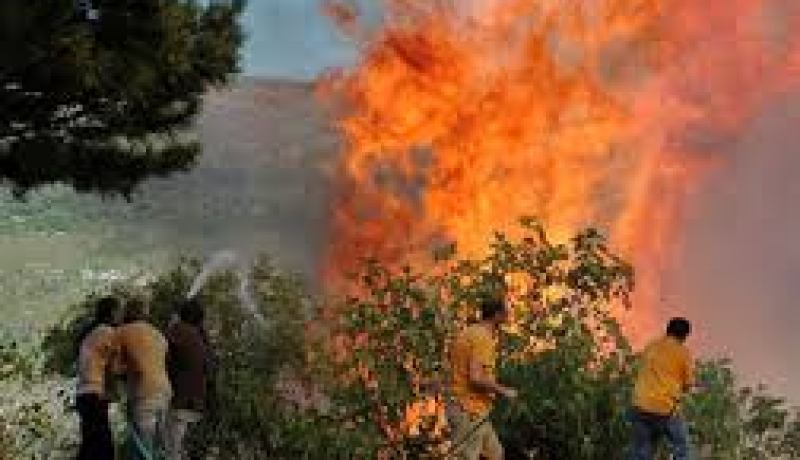 حريقان يتلفان ازيد من 16 هكتار من الاشجار في تيسمسيلت