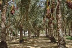 انفلات اكثر 1500 نخلة اثر حريق مهول ببشار