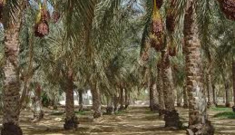 انفلات اكثر 1500 نخلة اثر حريق مهول ببشار