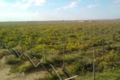 تحرير 82 ألف عقد امتياز فلاحي لأراضي تابعة لأملاك الدولة