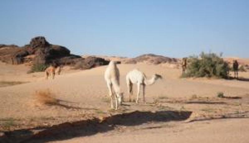 سباق وطني للابل في اليزي يومي 28 و 29 من الشهر الجاري