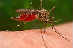 تنصيب الخلية الولائية لمكافحة حمى المستنقعات بغرداية