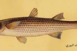 إستزراع سمك البوري و الشبوط العادي بأحواض فلاحية بتيسمسيلت