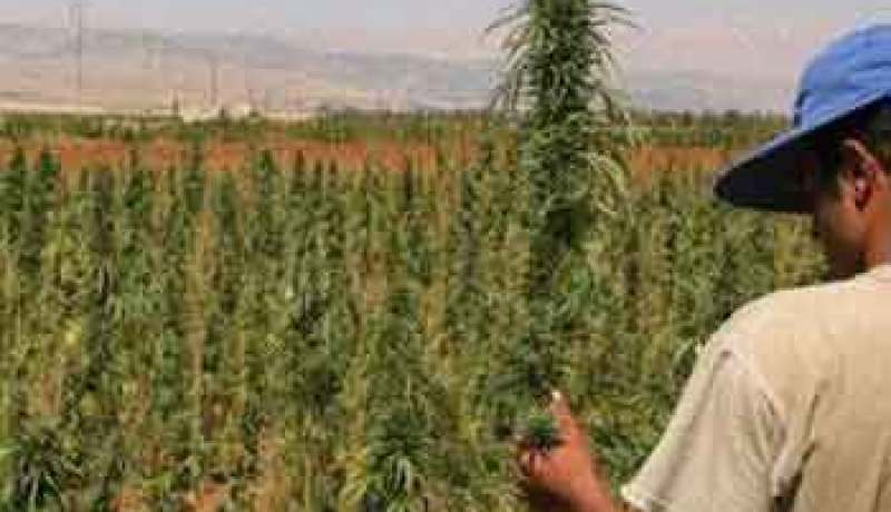 المغرب يبقي المزود الاول للقنب في العالم حسب ديوان الامم المتحدة للمخدرات والجريمة