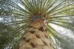 الشروع في معالجة أكثر من 20 ألف نخلة بخنشلة ضد مرض بوفروة