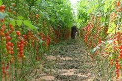 نجاح مشروع زراعة الطماطم في بيت بلاستيكي