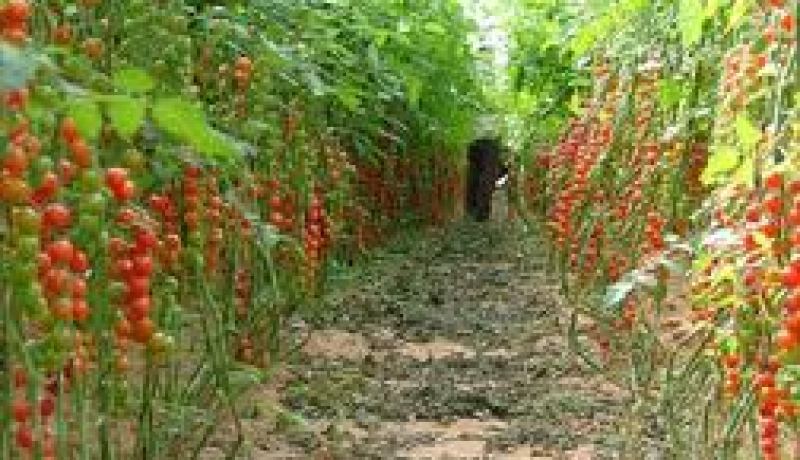 نجاح مشروع زراعة الطماطم في بيت بلاستيكي