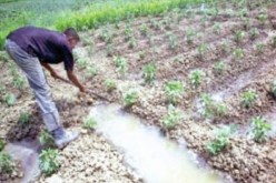 فلاحو مسيلة يشتكون البيروقراطية في الادراة