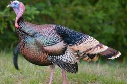 حريق بالبليدة يسبب في نفوق 2500 ديك رومي