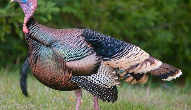 حريق بالبليدة يسبب في نفوق 2500 ديك رومي