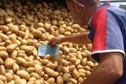 تخزين مرتقب لـ 250.000 طن من البطاطا لضبط السوق