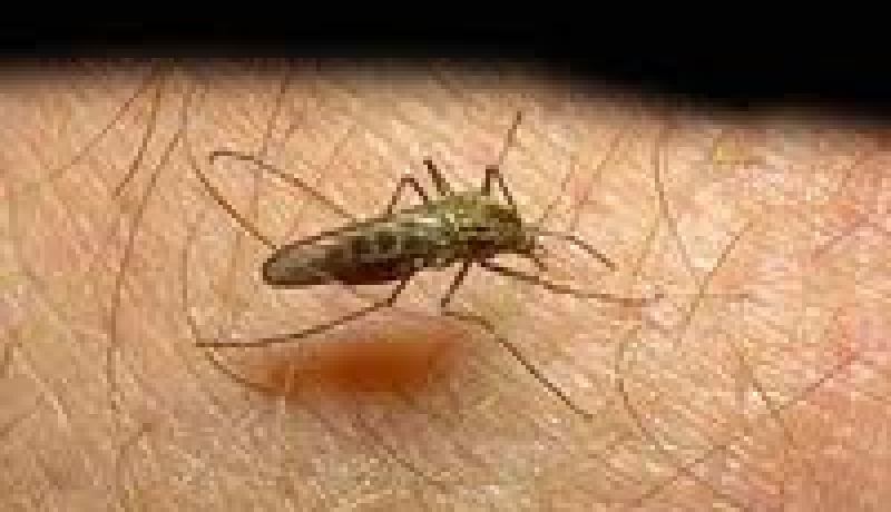 ليس هناك وباء المالاريا في الجزائر و الحيطة مطلوبة